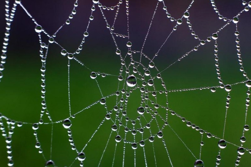 A spider's net is pictured on October 19, 2014 in Wuerzburg, Germany.   AFP PHOTO / DPA / KARL-JOSEF HILDENBRAND /GERMANY OUT        (Photo credit should read KARL-JOSEF HILDENBRAND/AFP/Getty Images)