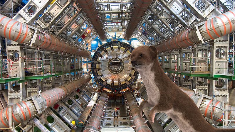 Large Hadron Collider Taken Offline by Weasel
