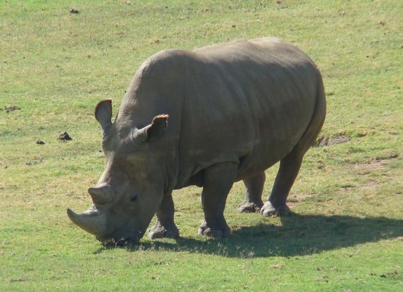Northern White Rhinos are all but extinct, but this could change with a little help from technology and science