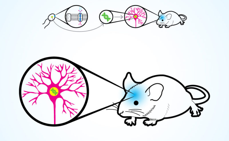 Neuroscientists Successfully Control Lab Mice Movements via Brain Implants