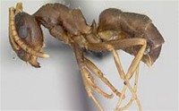 Asian super ant, Lasius neglectus