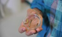 Wax Worm Caterpillars Could Solve the World's Plastic Waste Problem