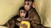 China Successfully Cloned Monkeys– Are Humans Next?