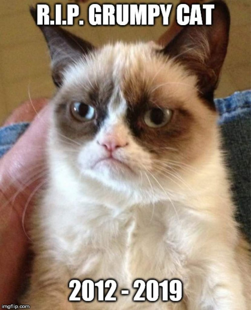 Internet Meme Legend Grumpy Cat Dies at Age 7