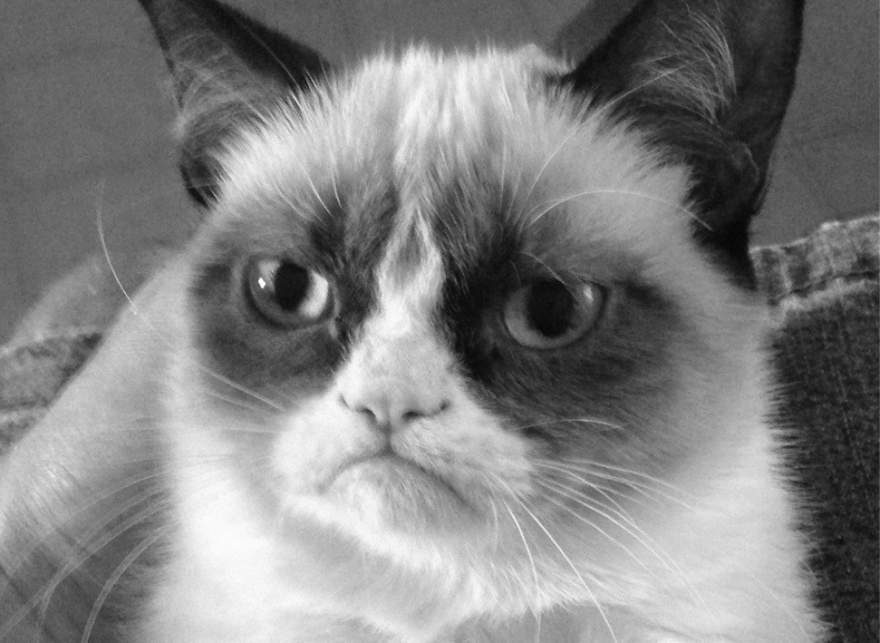 Internet Meme Legend Grumpy Cat Dies at Age 7